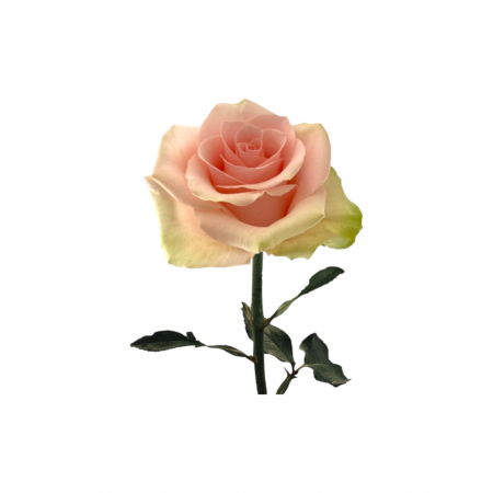 Trandafir ecuador Absolut in Pink Premium Bicolor Verde Roz deschis 70 cm [1]