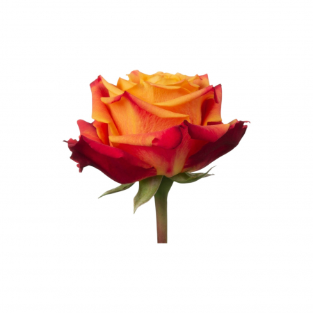 Trandafir ecuador Atomic Super Premium Naranja 70 cm [2]