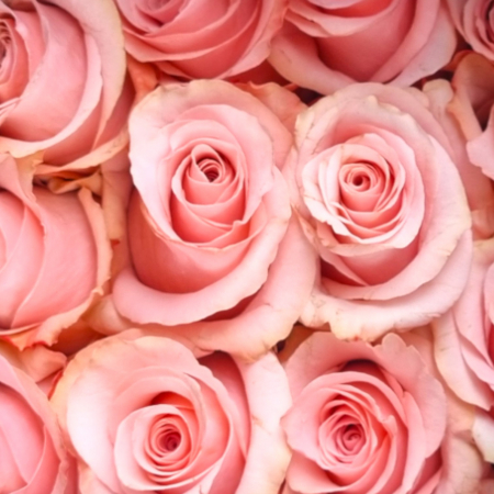 Trandafir ecuador Be Sweet Premium Roz 50 cm [2]