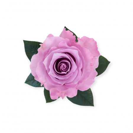 Trandafiri - Trandafir ecuador Blue Dream Super Premium Mov 60 cm