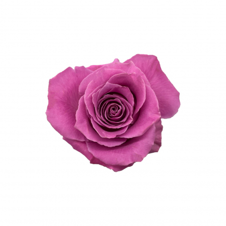 Trandafiri - Trandafir ecuador Breathless Premium Mov 50 cm