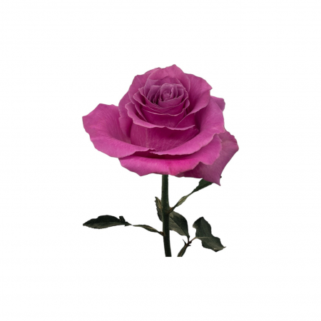 Trandafir ecuador Breathless Premium Mov 60 cm [1]