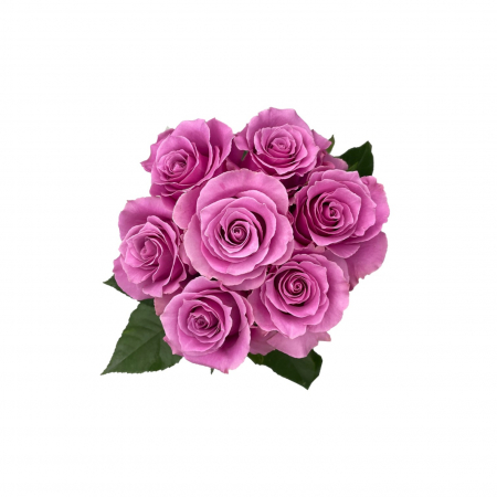 Trandafir ecuador Breathless Premium Mov 70 cm [2]