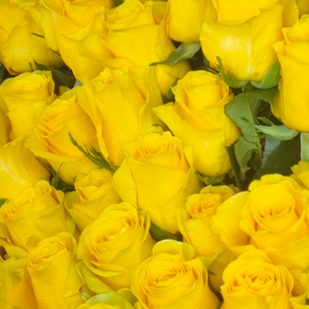 Trandafir ecuador Brighton Super Premium Galben 50 cm [3]