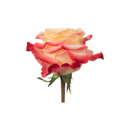 Trandafir ecuador Cabaret Premium Bicolor 50 cm [1]