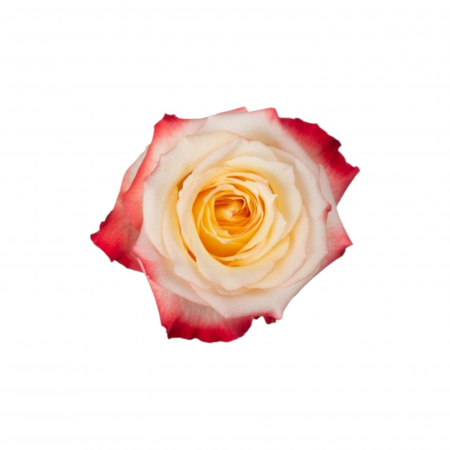 Trandafiri - Trandafir ecuador Cabaret Premium Bicolor 50 cm