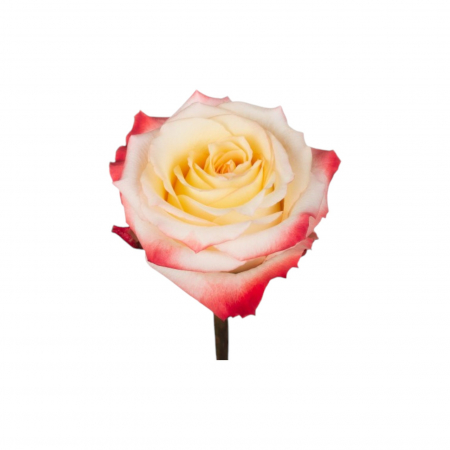 Trandafir ecuador Cabaret Premium Bicolor 60 cm [2]