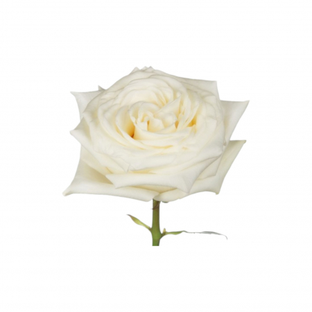 Trandafir ecuador Candlelight Garden Alb 50 cm [2]