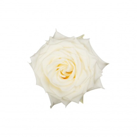 Trandafiri - Trandafir ecuador Candlelight Garden Alb 50 cm