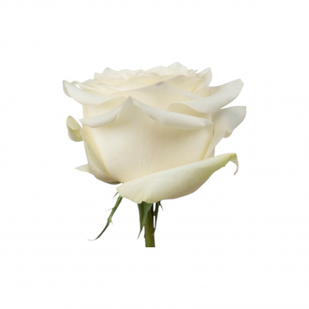 Trandafir ecuador Candlelight Garden Alb 60 cm [1]