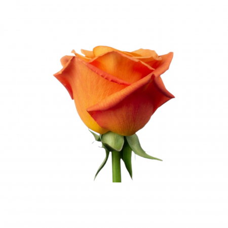 Trandafir ecuador Confidential Super Premium Portocaliu 50 cm [1]