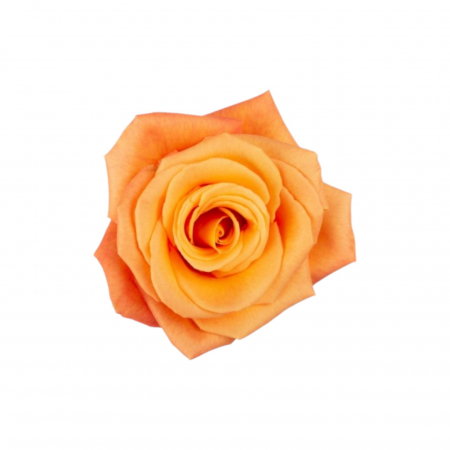Trandafiri - Trandafir ecuador Confidential Super Premium Portocaliu 70 cm