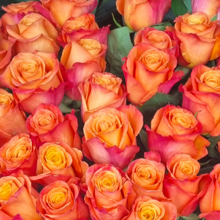 Trandafir ecuador Confidential Super Premium Portocaliu 80 cm [3]