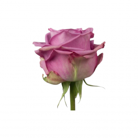 Trandafir ecuador Cool Water Standard Mov Lavanda 50 cm [1]