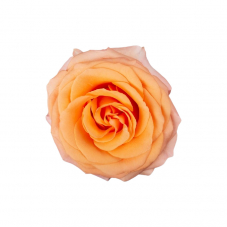Trandafiri - Trandafir ecuador Coral Reef Super Premium Portocaliu 50 cm