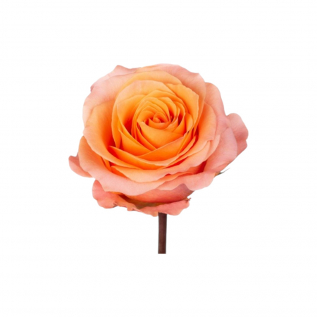 Trandafir ecuador Coral Reef Super Premium Portocaliu 80 cm [2]