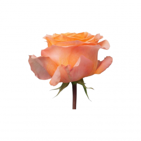 Trandafir ecuador Coral Reef Super Premium Portocaliu 80 cm [1]