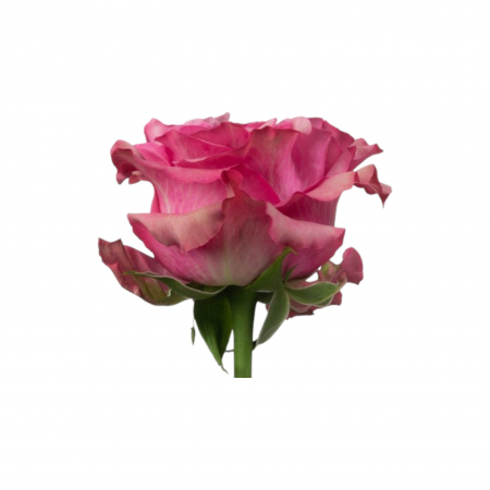 Trandafir ecuador Country Blue Garden Mov 50 cm [1]