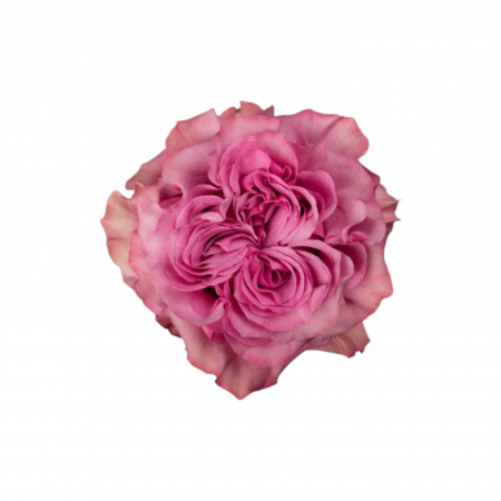 Trandafiri - Trandafir ecuador Country Blue Garden Mov 80 cm