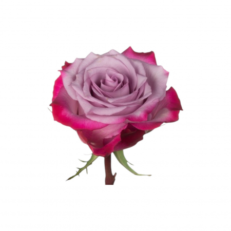 Trandafir ecuador Deep Purple Standard Mov Lavanda 50 cm [2]