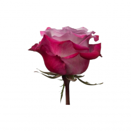 Trandafir ecuador Deep Purple Standard Mov Lavanda 60 cm [1]