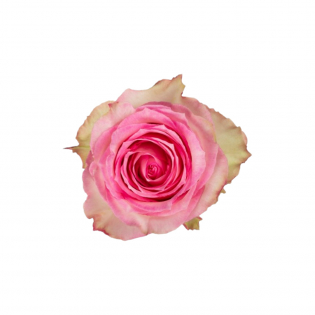 Trandafiri - Trandafir ecuador Esperance Premium Roz Crem 50 cm