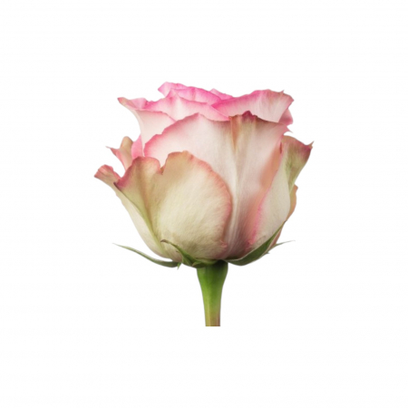 Trandafir ecuador Esperance Premium Roz Crem 60 cm [1]