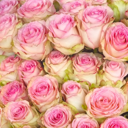 Trandafir ecuador Esperance Premium Roz Crem 70 cm [5]