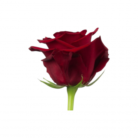 Trandafir ecuador Explorer Super Premium Rosu 60 cm [1]