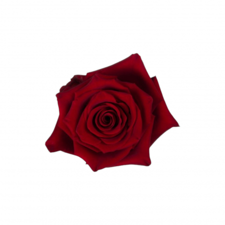 Trandafiri - Trandafir ecuador Explorer Super Premium Rosu 60 cm