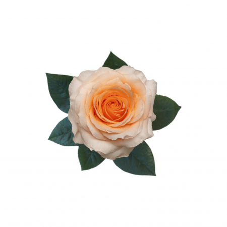 Trandafiri - Trandafir ecuador Felicity Super Premium Peach 50 cm