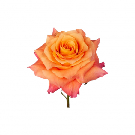 Trandafir ecuador Free Spirit Super Premium Portocaliu 60 cm [2]