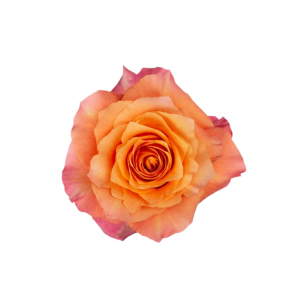 Trandafiri - Trandafir ecuador Free Spirit Super Premium Portocaliu 60 cm