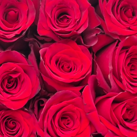 Trandafir ecuador Freedom Standard Rosu 60 cm [4]