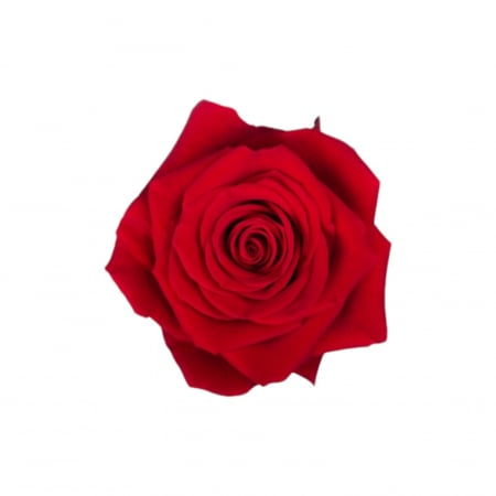 Trandafiri - Trandafir ecuador Freedom Standard Rosu 70 cm
