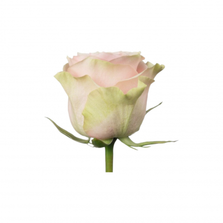 Trandafir ecuador Frutteto Super Premium Roz Crem 50 cm [1]