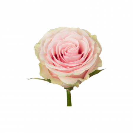 Trandafir ecuador Frutteto Super Premium Roz Crem 60 cm [2]