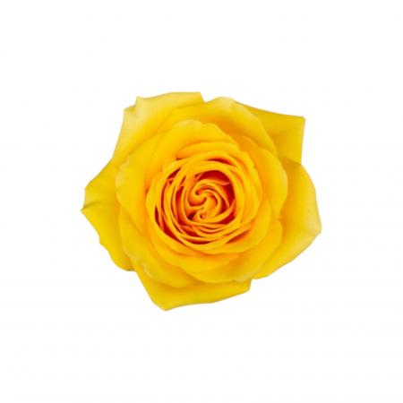 Trandafiri - Trandafir ecuador Goldfinch Super Premium Galben 50 cm
