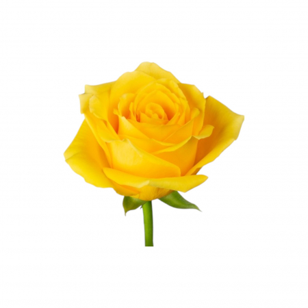 Trandafir ecuador Goldfinch Super Premium Galben 50 cm [2]