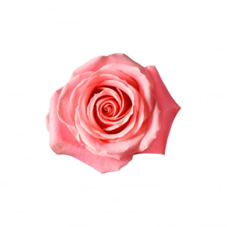 Trandafiri - Trandafir ecuador Hermosa Super Premium Roz 70 cm