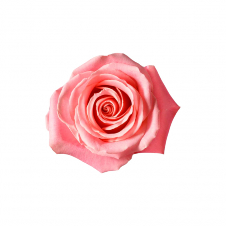 Trandafiri - Trandafir ecuador Hermosa Super Premium Roz 80 cm