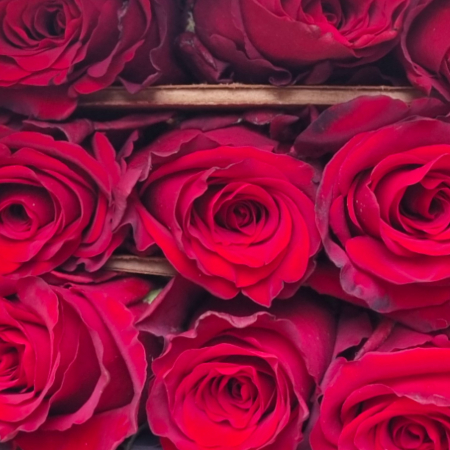 Trandafir ecuador Hot Explorer Premium Roz 60 cm [4]