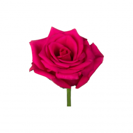 Trandafir ecuador Hot Explorer Premium Roz 60 cm [2]