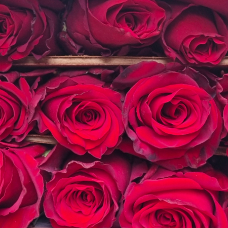 Trandafir ecuador Hot Explorer Premium Roz 70 cm [3]