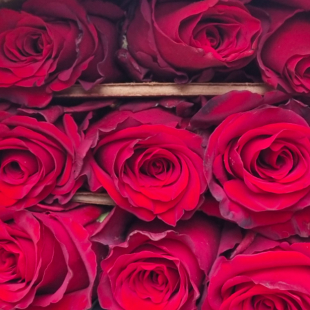 Trandafir ecuador Hot Explorer Premium Roz 70 cm [5]