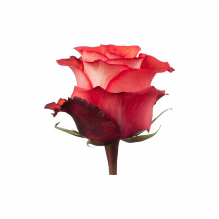 Trandafir ecuador Iguana Standard Bicolor Caramiziu Inchis 70 cm [1]