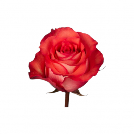 Trandafir ecuador Iguana Standard Bicolor Caramiziu Inchis 70 cm [2]