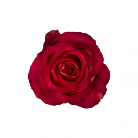 Trandafiri - Trandafir ecuador Iguazu Premium Rosu Crem 70 cm