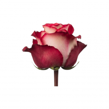 Trandafir ecuador Iguazu Premium Rosu Crem 80 cm [1]