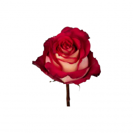 Trandafir ecuador Iguazu Premium Rosu Crem 80 cm [2]